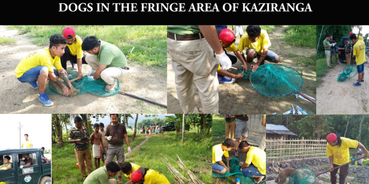 JBF has been successful in helping the forest department in the screening of Canine Distemper in the fringe area of Kaziranga.